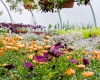 Forever Green Grows Coralville Iowa Garden Center orange purple flowers up close