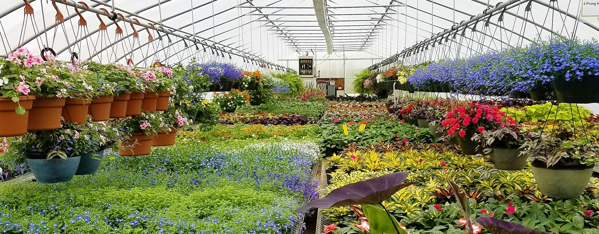 Forever Green Coralville Iowa Garden Center greenhouse