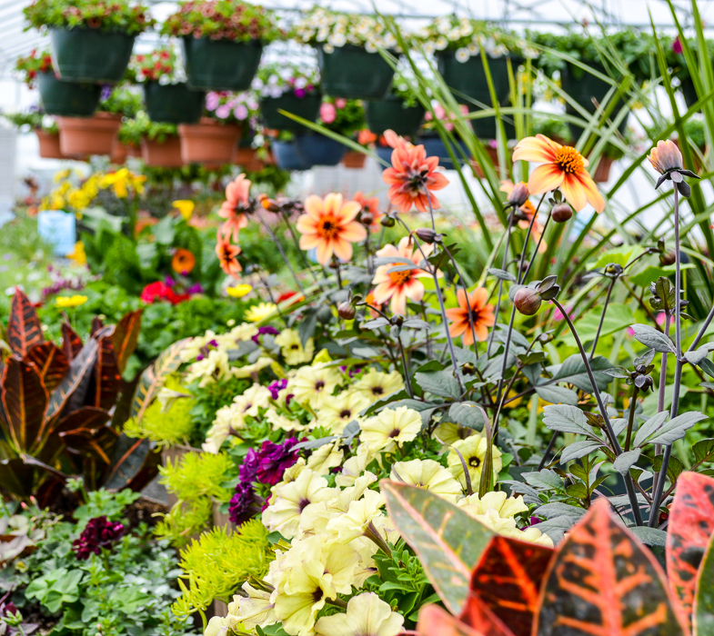 Forever Green Grows Coralville Iowa Garden Center orange flowers