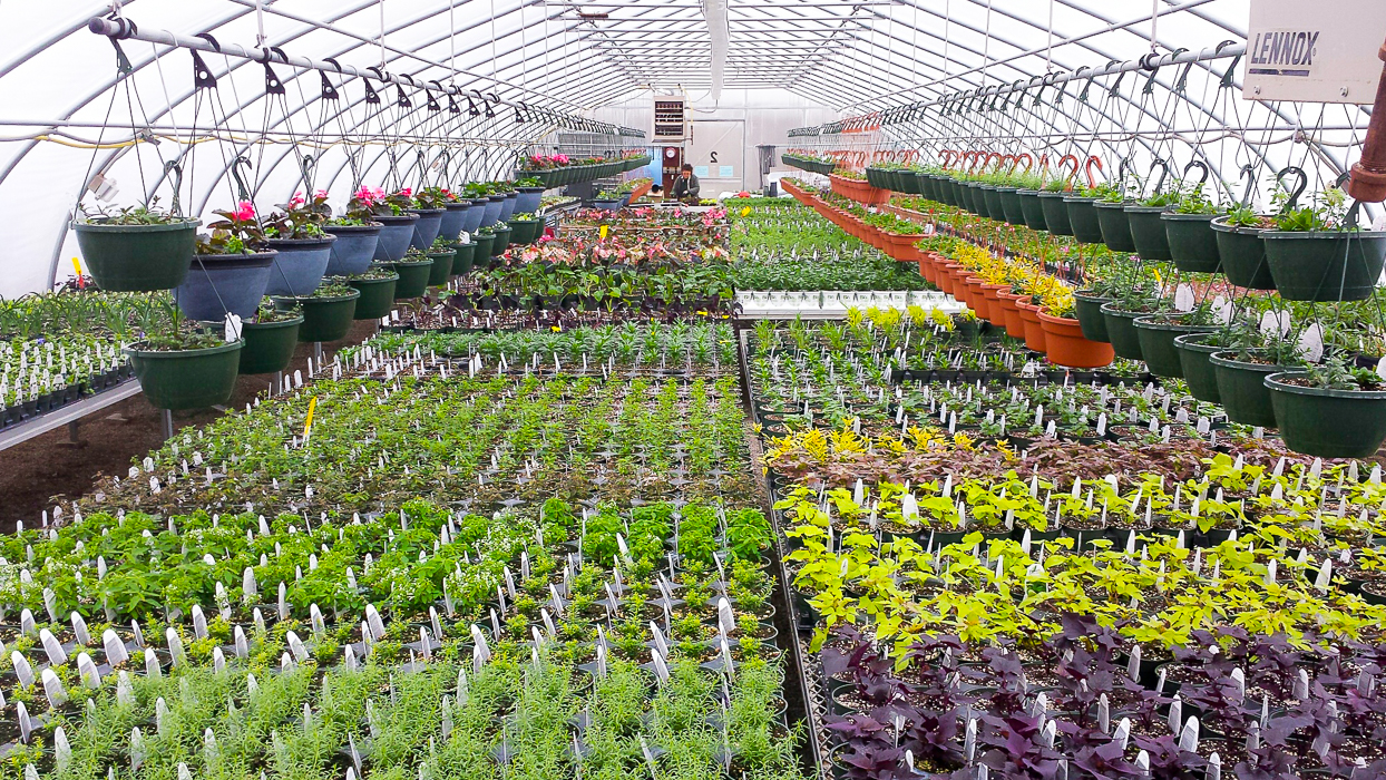 Forever Green Grows Coralville Iowa Garden Center plants greenhouse