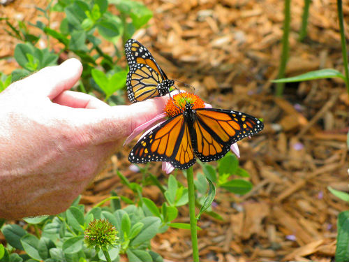Forever Green Coralville Iowa monarchs at butterfly garden