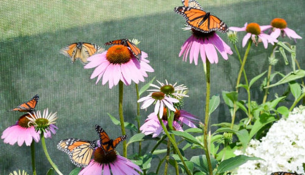 Forever Green Coralville Iowa monarchs on coneflower at butterfly house